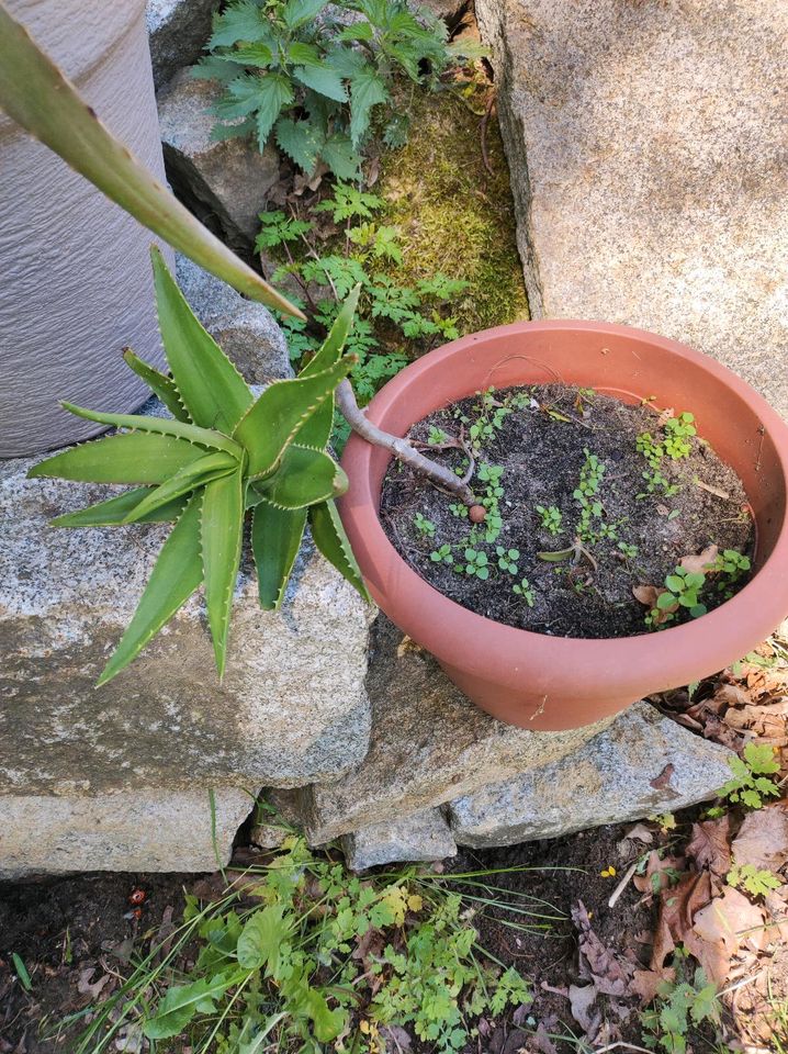 Große Agaven und eine Aloe in Bautzen