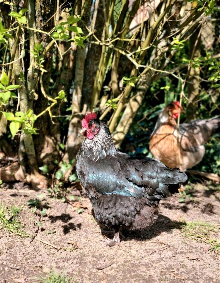 Bruteier 10 Stück in Grischow