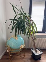 Yucca Palme mit Topf Nordrhein-Westfalen - Recklinghausen Vorschau