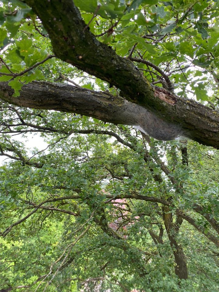 EPS Entfernung Eichenprozessionsspinner Bekämpfung in Saerbeck