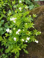 Waldmeister Ableger Nordrhein-Westfalen - Versmold Vorschau