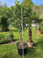 Zitronenbaum zitrone 2 Meter Niedersachsen - Schneverdingen Vorschau