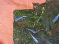 Medaka blau,japanischer Reisfisch Nordrhein-Westfalen - Hamminkeln Vorschau