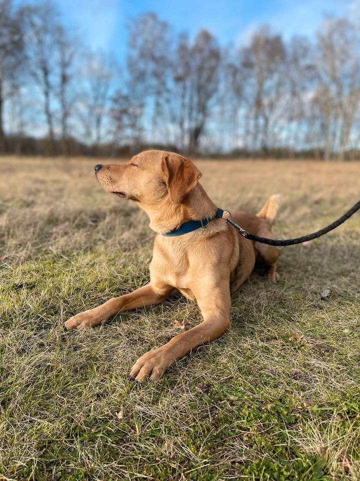 Timba sucht sportliches Frauchen und oder Herrchen in Ueckermuende