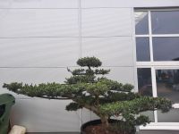 Garten Bonsai Mädchenkiefer - Pinus paviflora , Niwaki, Japan Baden-Württemberg - Pfedelbach Vorschau