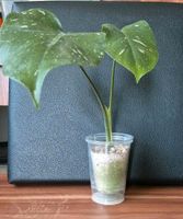 Monstera Thai Constellation Baby Berlin - Spandau Vorschau