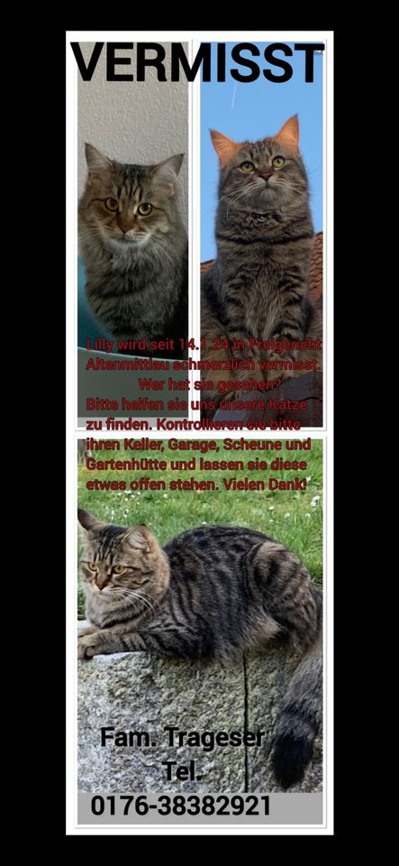 Vermisst! Katze gesucht in Freigericht Altenmittlau in Freigericht