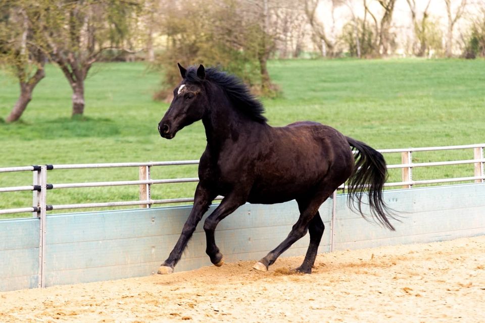 Deutsche Reitponystute Freizeit oder Zucht mit Zubehör in Himmelpforten