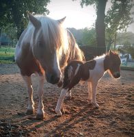 Shetty sucht Beschäftigung Reitbeteiligung Baden-Württemberg - Sulzbach an der Murr Vorschau