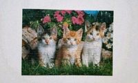 Favorit Animals Puzzle 99 Teile Katzen Nordrhein-Westfalen - Bad Oeynhausen Vorschau