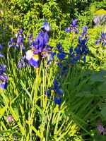 Sibirische Schwertlilie Iris Bayern - Wendelstein Vorschau