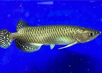 Australischer Arowana(Scleropages Jardini)Angebot!! 15 cm Bayern - Schwarzenbruck Vorschau