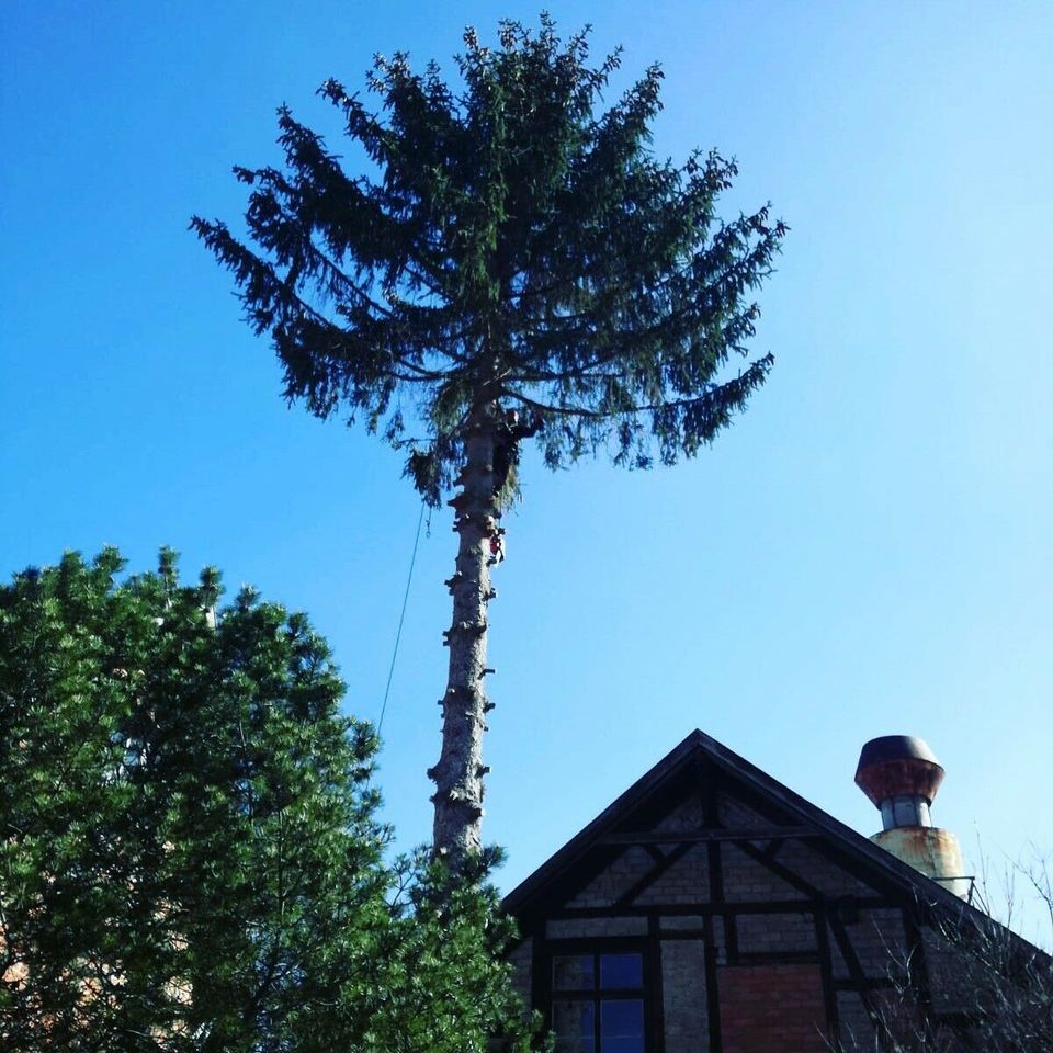 Garten- und Landschaftsbau, Baumfällung in Drei Gleichen