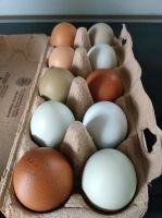 Bio Eier zu verkaufen Baden-Württemberg - Erolzheim Vorschau