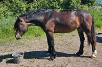 Welsh Cob Hengst 2-jährig Brandenburg - Wustermark Vorschau