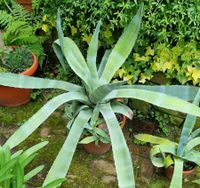 Hundertjährige Agave Baden-Württemberg - Sasbach Vorschau