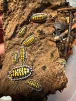 Porcellio Haasi „High Yellow“ Isopod Assel Nordrhein-Westfalen - Wülfrath Vorschau