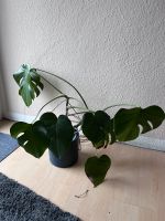 Monstera groß Schleswig-Holstein - Silberstedt Vorschau