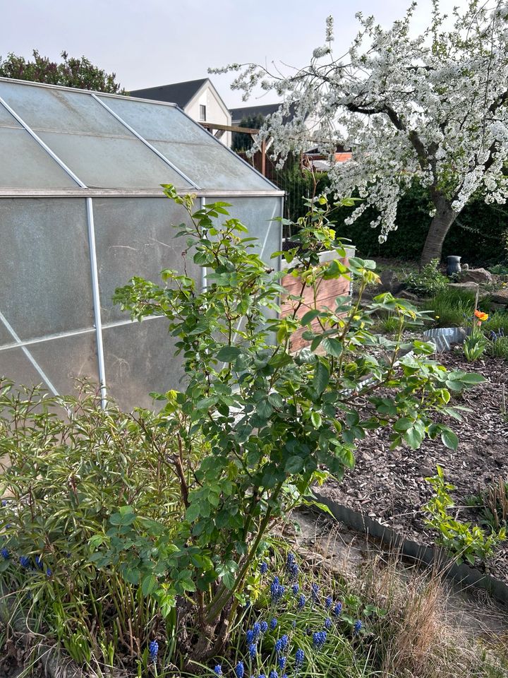 Garten,pachtgarten,pachtland,grüne Oase in Dresden