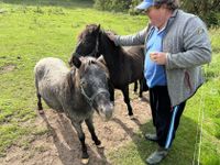 2 Ponyhengste (Rohzustand) Thüringen - Steinbach Vorschau