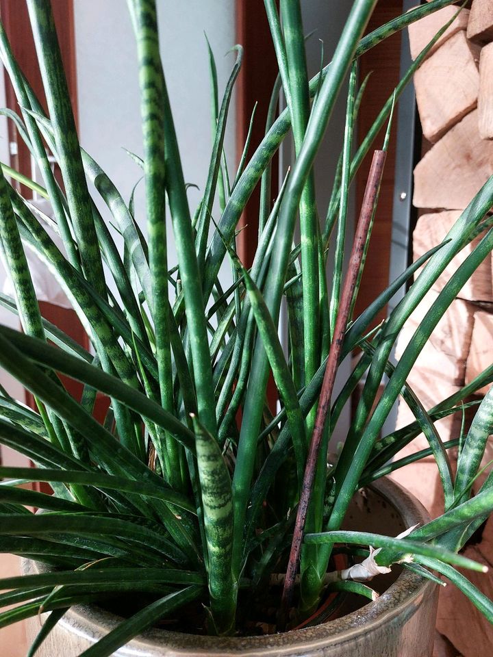 Pflanze mit Übertopf, Sansevieria Fernwood in Augsburg