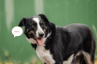 Tierschutz - Der liebevollste Hund Lyova sucht seine Familie! Berlin - Tempelhof Vorschau