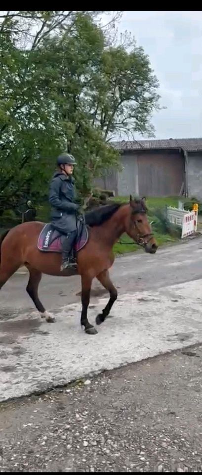 Endmaßpony in Eberhardzell