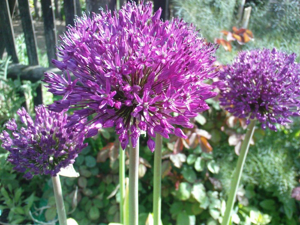 ZIERLAUCH RIESENLAUCH (Allium giganteum) - VIOLETT - SAMEN in Lutherstadt Wittenberg