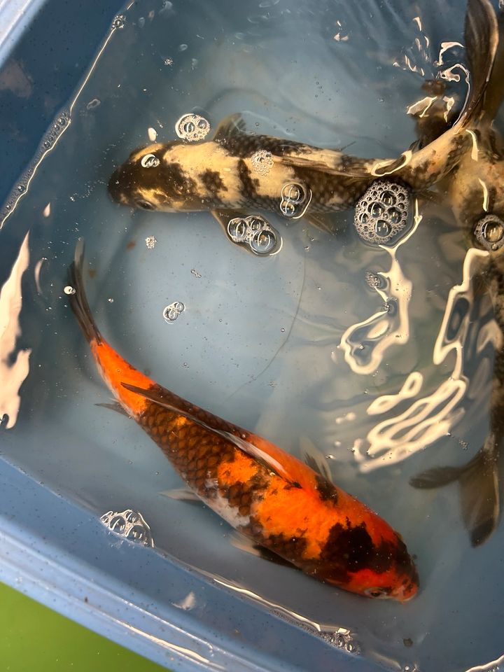 Koi Showa Sanke Kohaku Kujaku Utsuri 25-30cm  Karpfen in Rangendingen