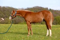 Reining/ Working Cowhorse/ Quarter Horse Hengstjährling Nordrhein-Westfalen - Blankenheim Vorschau