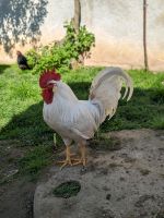 Hahn, Grünleger Henne Huhn Bayern - Wassertrüdingen Vorschau