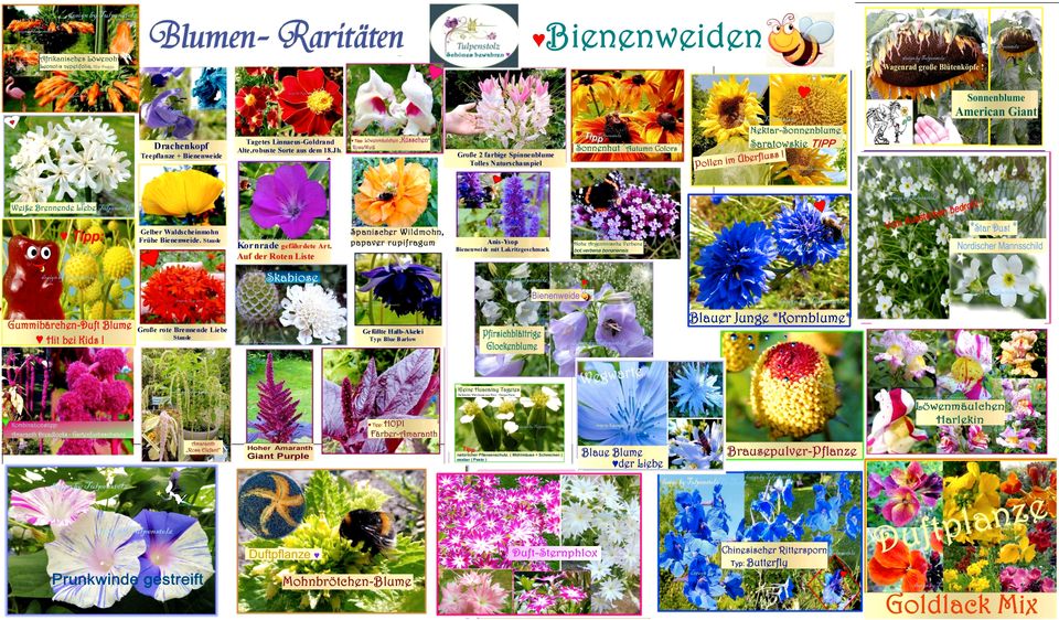 ♥ Gestreifte Prunkwinde Mix, Samen Sichtschutz,Garten Tulpenstolz in Hamburg
