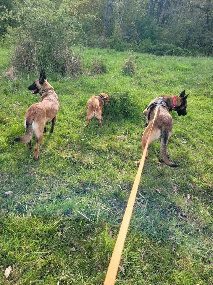 AREPA Schäferhund Malinois Mischling Hündin Tierschutz Hund in Kassel