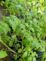 Tomatenpflanzen Dithmarschen - Brunsbuettel Vorschau