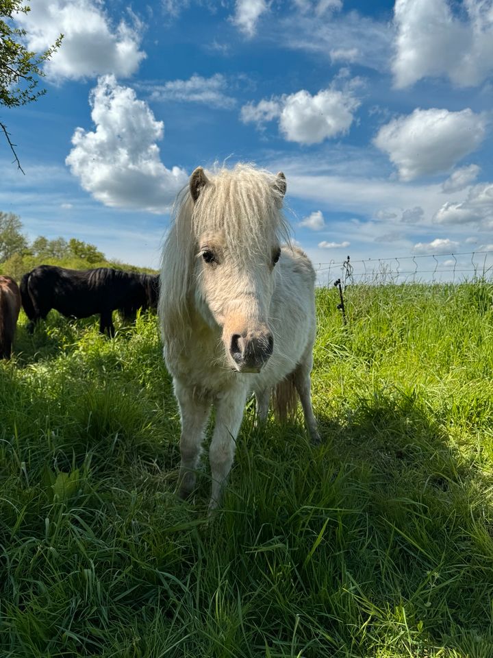 Wunderschöne Shettys Tigerschecken Palomino in Hohe Börde