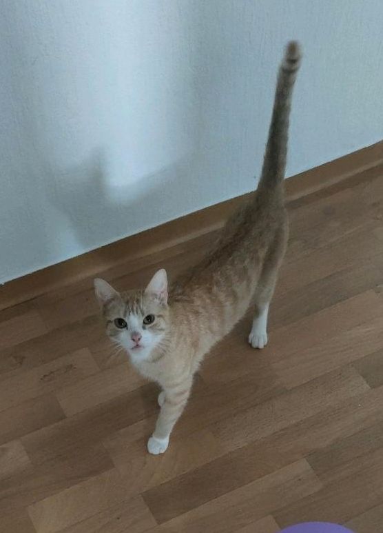 Katze "Sanny" vermisst in Nienburg (Weser)