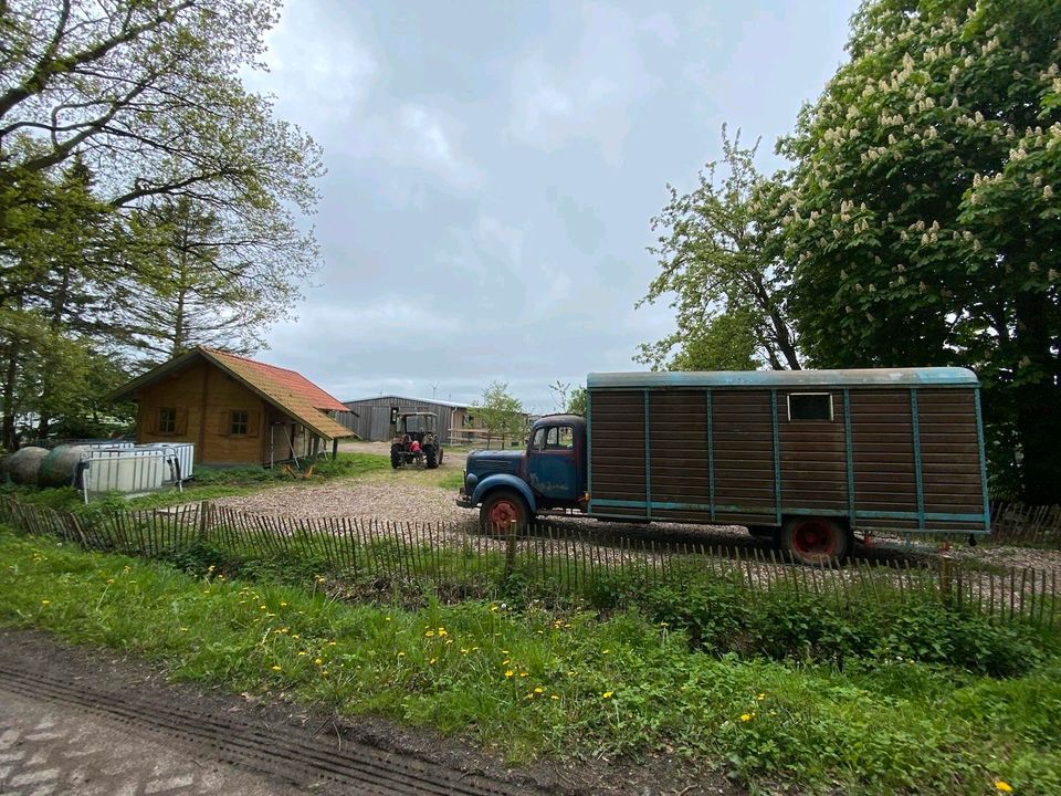 Mercedes 311 Pferdetransporter in Aurich