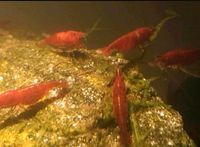 Garnelen Rote Sakura Garnelen Duisburg - Walsum Vorschau