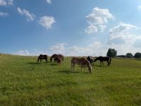 Schulponys/-Pferde in Ruhestand abzugeben Bayern - Hohenthann Vorschau