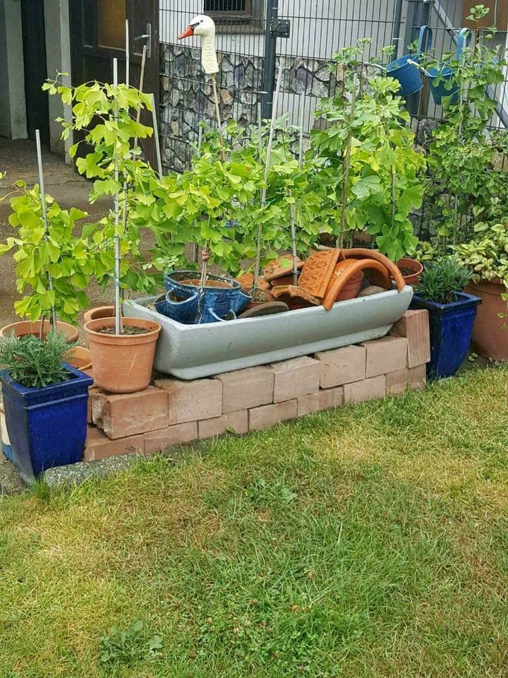 Gingkobäume*schon zu haben * in Lützen