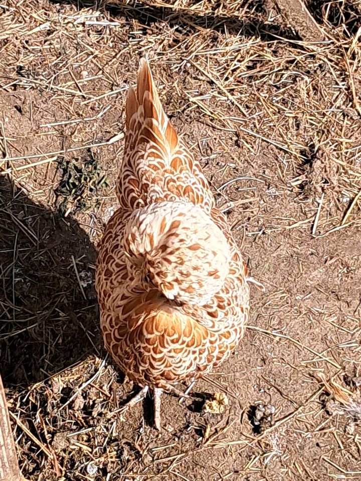 Bruteier zwerg paduaner in Diedorf