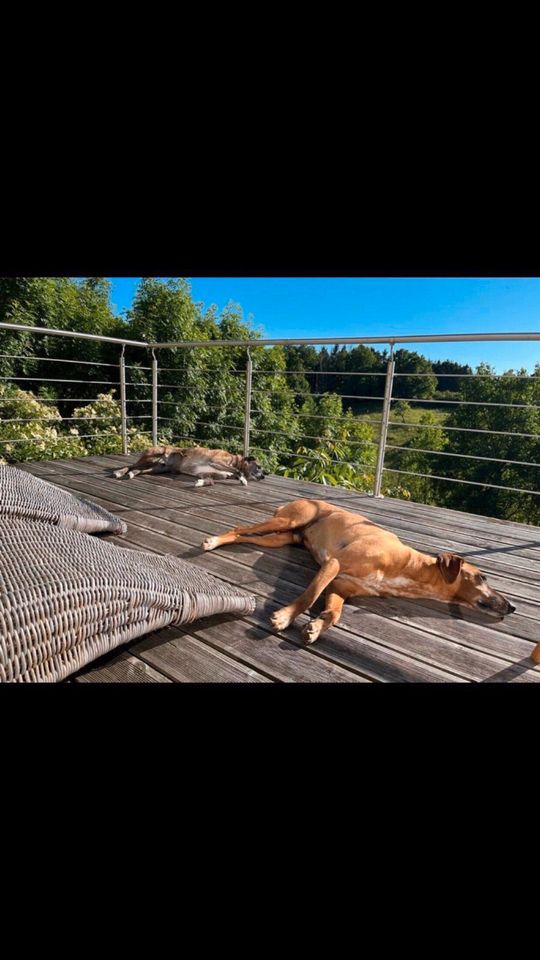 Eingezäuntes Ferienhaus im Hundeparadies Eifel in Ohlenhard