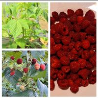 Bio Himbeerpflanzen sehr lecker rote Früchten. Niedersachsen - Bad Lauterberg im Harz Vorschau