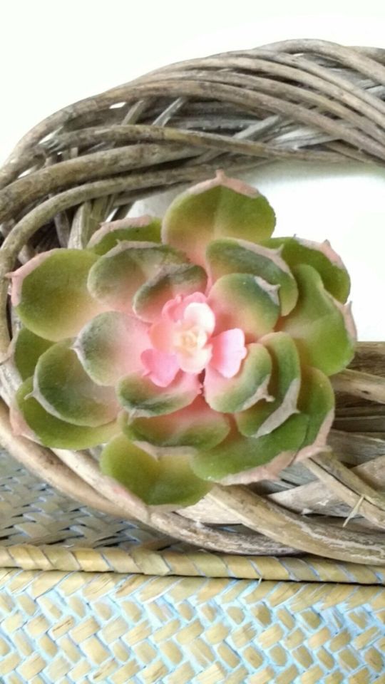 Sukkulente Echeveria zum stecken Kunst grün rosa 8cm in Hermannsburg