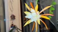 80 x 40 cm DUFT-Blattkaktus Blattkakteen Epiphyllum gelb 5 Blüten München - Hadern Vorschau