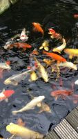 Koi Fische - verschiedene Größen - Teichaufgabe Baden-Württemberg - Heidelberg Vorschau