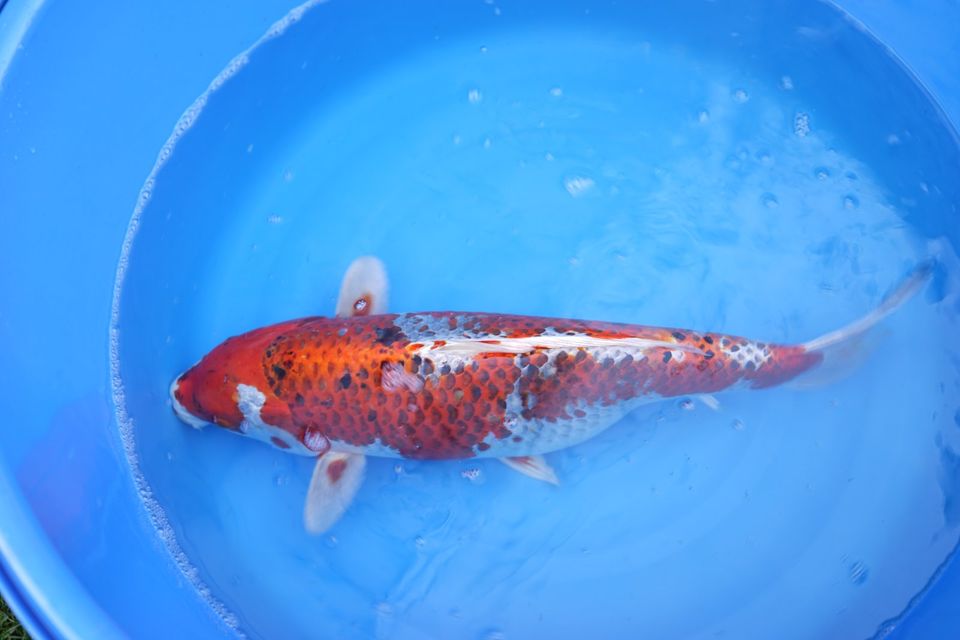 Koi Japankoi Kuiaku ca 68 cm in Aalen