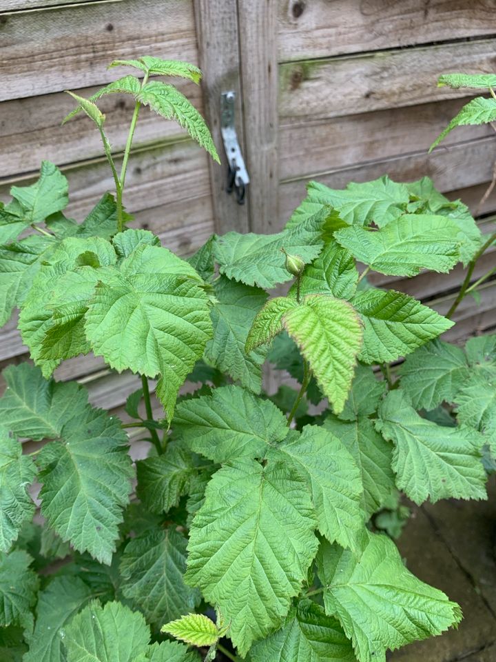 Himbeeren Pflanze, 100% BIO im Topf in Duisburg