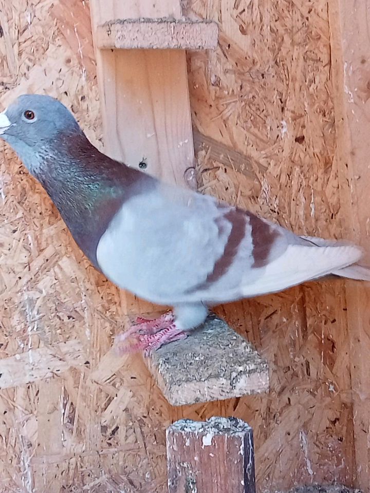 Taube männlich in Delmenhorst