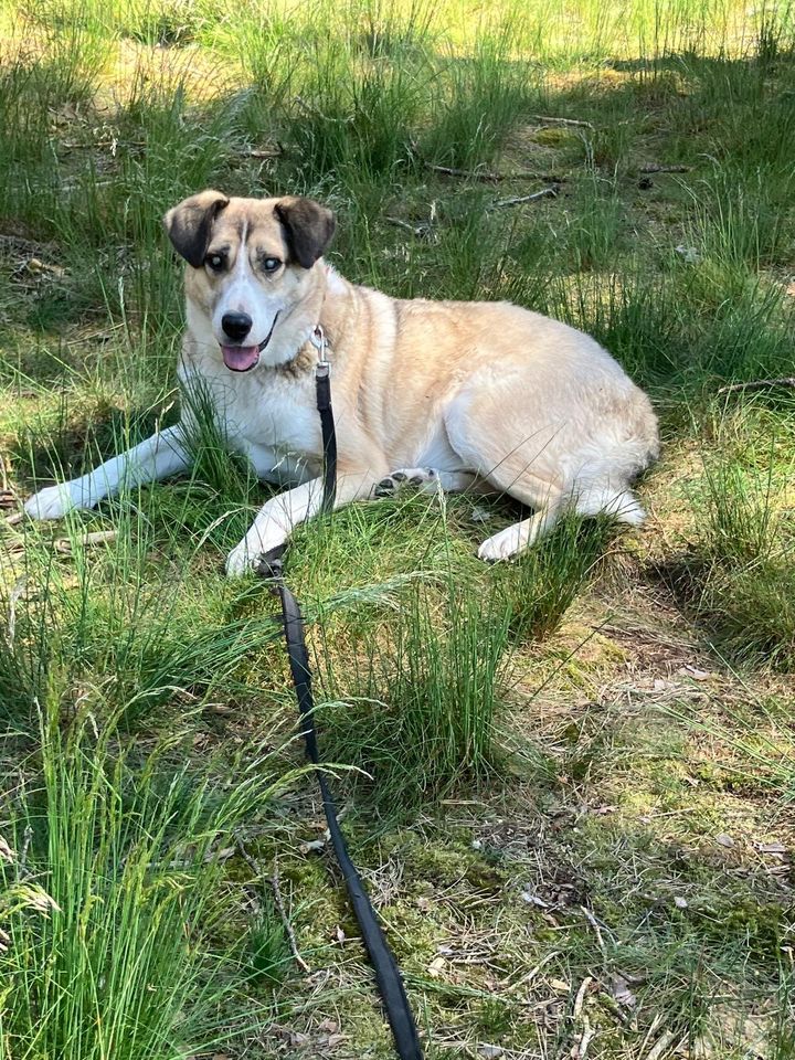 Ghiocel, fitter Senior - Mischling in Päwesin